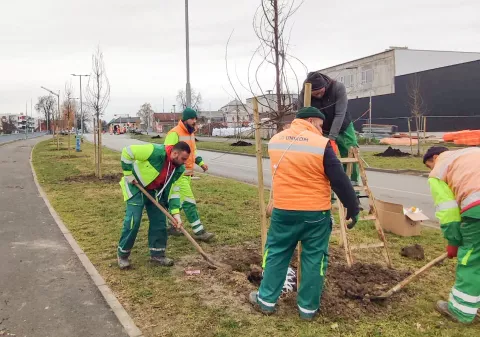 U proteklih tjedan dana Osijek ozelenjen dodatnim 351 stablom