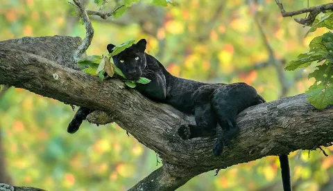 "Stvarna Knjiga o džungli"The Real Jungle Book (2023)dokumentarni film