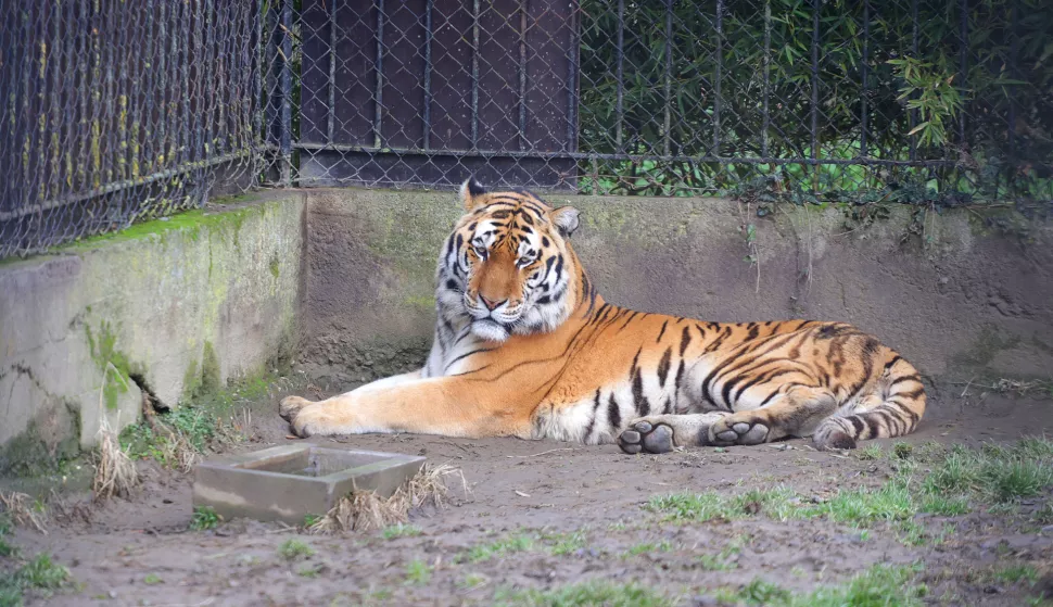 Osijek, 08. 01. 2025., ZOO vrt, zima, zimska šetnja, južina u ZOO vrtu; tigarSNIMIO BRUNO JOBST