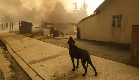 epaselect epa11813663 A dog outside of a house burning as a result of the Eaton wildfire in Altadena, California, USA, 08 January 2025. According to data from California Department of Forestry and Fire Protection, CAL FIRE, multiple wildfires are burning across thousands of acres and forced tens of thousands of evacuations in the Los Angeles area. EPA/CAROLINE BREHMAN