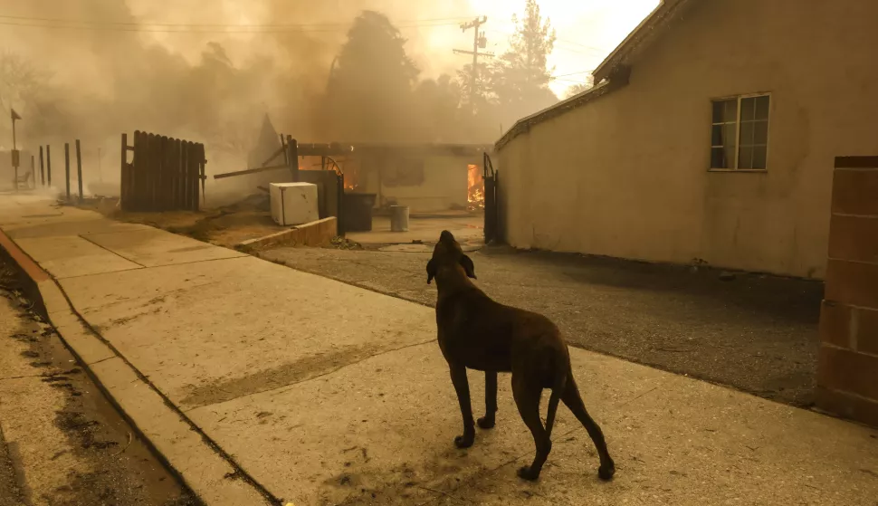 epaselect epa11813663 A dog outside of a house burning as a result of the Eaton wildfire in Altadena, California, USA, 08 January 2025. According to data from California Department of Forestry and Fire Protection, CAL FIRE, multiple wildfires are burning across thousands of acres and forced tens of thousands of evacuations in the Los Angeles area. EPA/CAROLINE BREHMAN