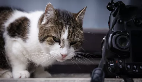 epa11826257 Larry the Downing Street cat roams after the British Prime Minister's departure for Prime Minister's Questions (PMQs) in London, Britain, 15 January 2025. Larry the cat is cared for by Downing Street staff and has seen the premierships of six prime ministers of the United Kingdom since moving to Downing Street in 2011. EPA/TOLGA AKMEN