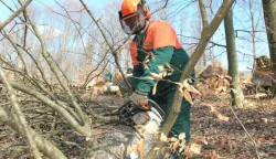 15.03.2012., Koprivnica - Radnici koprivnicke ispostave Hrvatskih suma ruse stabla u sumi pored prigradskog naselja Jagnjedovec, izvlace iz sume, procjenjuju vrijednost drveta, tovare ga na kamione i odvoze na daljnju obradu svojim te kamionima kooperanata ili ga prodaju. Ilustracija.Photo: Marijan Susenj/PIXSELL------3 color slbar