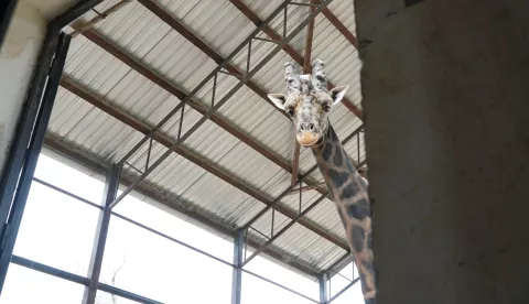 Žirafa - Zoo vrt - slavlje 70. rođendana