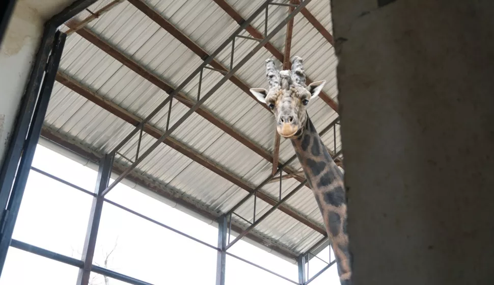 Žirafa - Zoo vrt - slavlje 70. rođendana