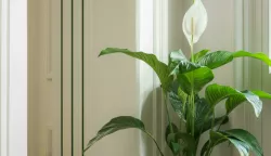 Spatifilum (Spathiphyllum)