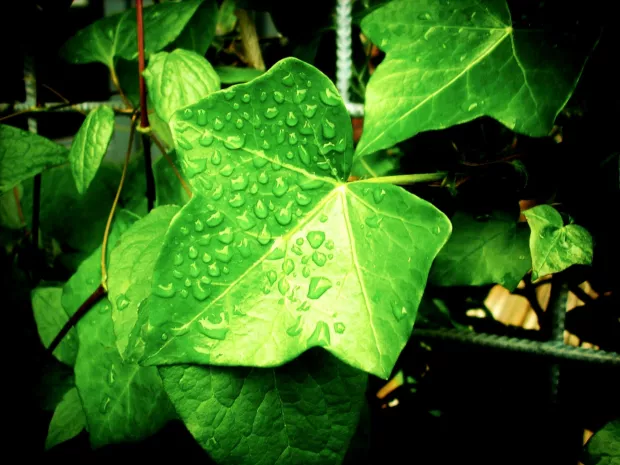 Br&scaron;ljan (Hedera Helix)