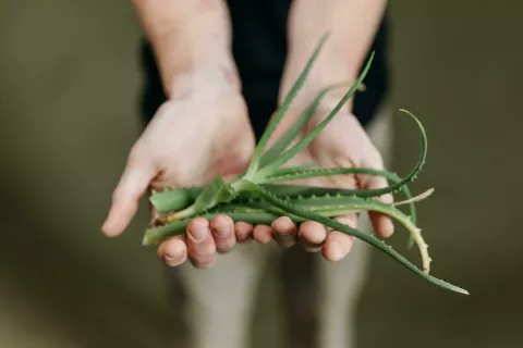 ALOE VERA