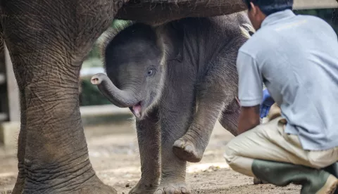 epaselect epa11040505 A month-old male Sumatran elephant named 'Kama' plays next to his mother at Bali Zoo in Gianyar, Bali, Indonesia, 22 December 2023. The birth of Kama marks the second birth of a Sumatran elephant in the last two years at the Bali Zoo. EPA/MADE NAGI