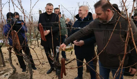 MANDIĆEVAC VINCEŠKA FAZOS