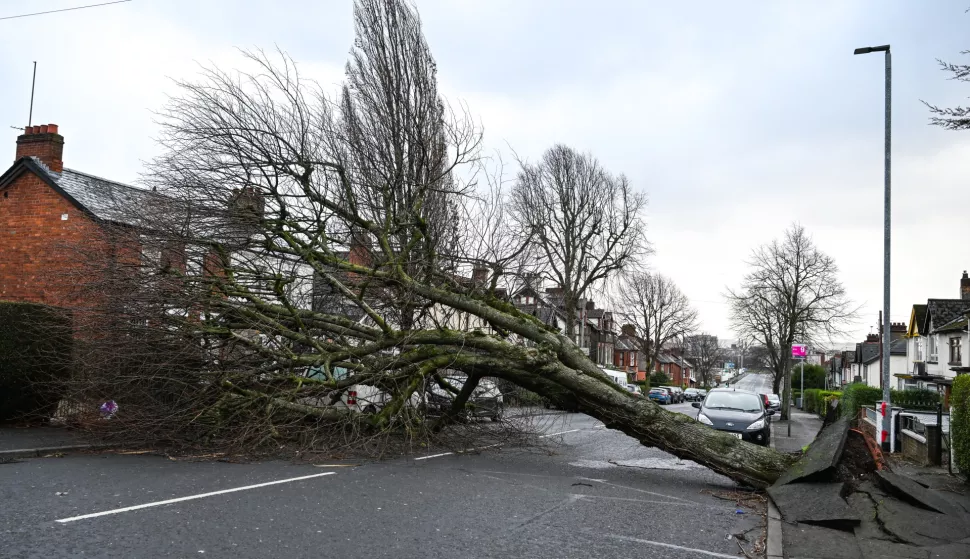 epa11849596 A fallen tree blown over in the wind during storm Eowyn in Donegal Road, Belfast, Northern Ireland 24 January 2025. The UK's Met Office has issued issued a red danger to life warning across Northern Ireland, while schools, colleges, the courts and many shops are closed and public transport is suspended. EPA/MARIE THERESE HURSON