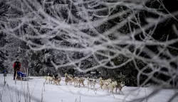 epa11850415 A musher competes with his dogs during the Sedivackuv Long 2025 sled dog race near the Czech-Polish border in the Orlicke mountains, around the village of Destne v Orlickych horach, Czech Republic, 24 January 2025. Around 700 dogs and more than 100 mushers are sledding through the Orlicke Mountain (Eagle Mountain) range near the Czech border with Poland in the longest race of its kind in the Czech Republic and one of the hardest in Europe, running from 21 to 25 January 2025. Mushers from ten different countries are taking part in the four-day stage dog sled race, which is in its 27th year. The race includes overnight bivouacs or camps, the supplies and equipment for which must be brought by the participants themselves. EPA/MARTIN DIVISEK ATTENTION: This Image is part of a PHOTO SET