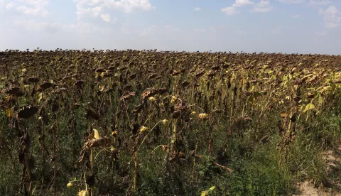 Osijek, 29. 08. 2024, Čepin, zbog dugotrajen suše naviše su stradali poljoprivredni usijevi, najviše kukuruz i suncokret.snimio GOJKO MITIĆ