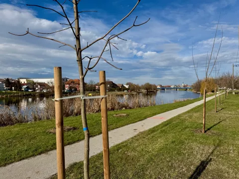 VINKOVCIPosljednjih nekoliko lijepih dana omogućilo je nastavak provedbe projekata sadnje drveća na nekoliko lokacija po cijelom gradu, zahvaljujući kojima će u dvije godine biti posađeno više od dvije tisuće sadnica.siječanj 2025.