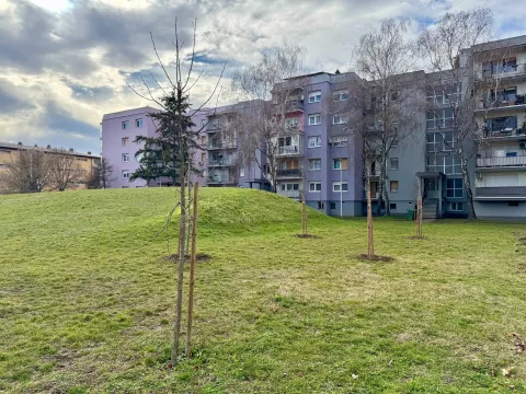 VINKOVCIPosljednjih nekoliko lijepih dana omogućilo je nastavak provedbe projekata sadnje drveća na nekoliko lokacija po cijelom gradu, zahvaljujući kojima će u dvije godine biti posađeno više od dvije tisuće sadnica.siječanj 2025.