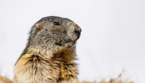THEMENBILD, Murmeltiere im Nationalpark Hohe Tauern THEMENBILD - ein Murmeltier, aufgenommen am 20. April 2018 in Fusch an der Glocknerstrasse, ?sterreich // a marmot, Fusch an der Glocknerstrasse, Austria on 2018/04/20. EXPA Pictures ? 2018, PhotoCredit: EXPA/ JFK EXPA/ JFK 