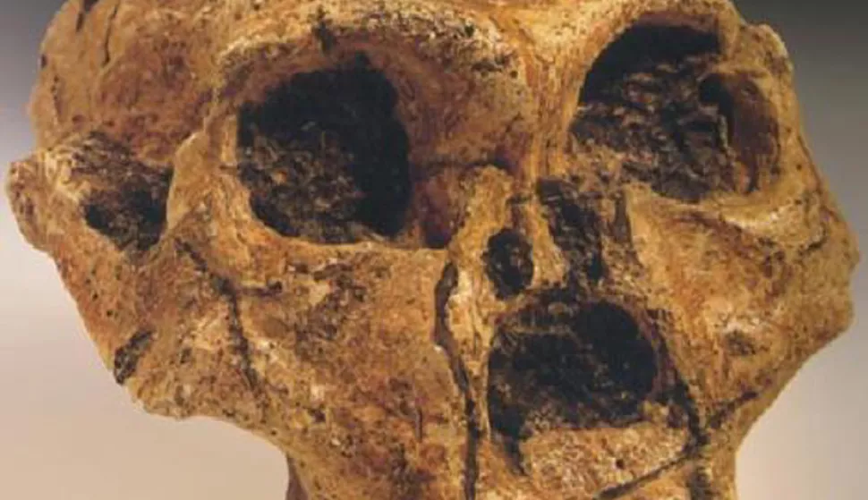 LUBANJA LITTLE FOOTA AUSTRALOPITEKA