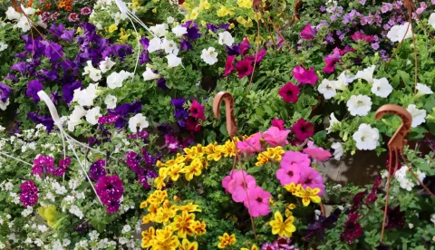 SLAVONSKI BROD - Na 15. Florafestu bila 43 izlagača, SVIBANJ 2023.