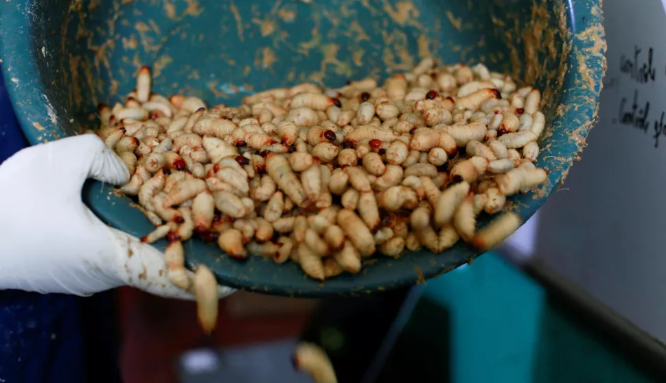 Collected palm weevil larvae are weighed to assess the quantity produced during the month at the Farm for Orphans (FFO) in Kinshasa, Democratic Republic of Congo, May 16, 2024. REUTERS/Justin Makangara Photo: JUSTIN MAKANGARA/REUTERS