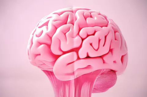 Osijek, 10. 03. 2025., Trg Sv. Trojstva, Rektorat, tjedan mozga, otvaranje tjedna mozga, mozak - ilustracijaSNIMIO BRUNO JOBST