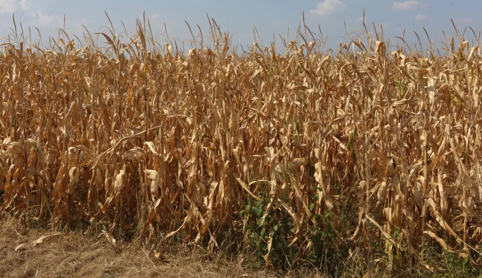 Osijek, 29. 08. 2024, Čepin, zbog dugotrajen suše naviše su stradali poljoprivredni usijevi, najviše kukuruz i suncokret.snimio GOJKO MITIĆ
