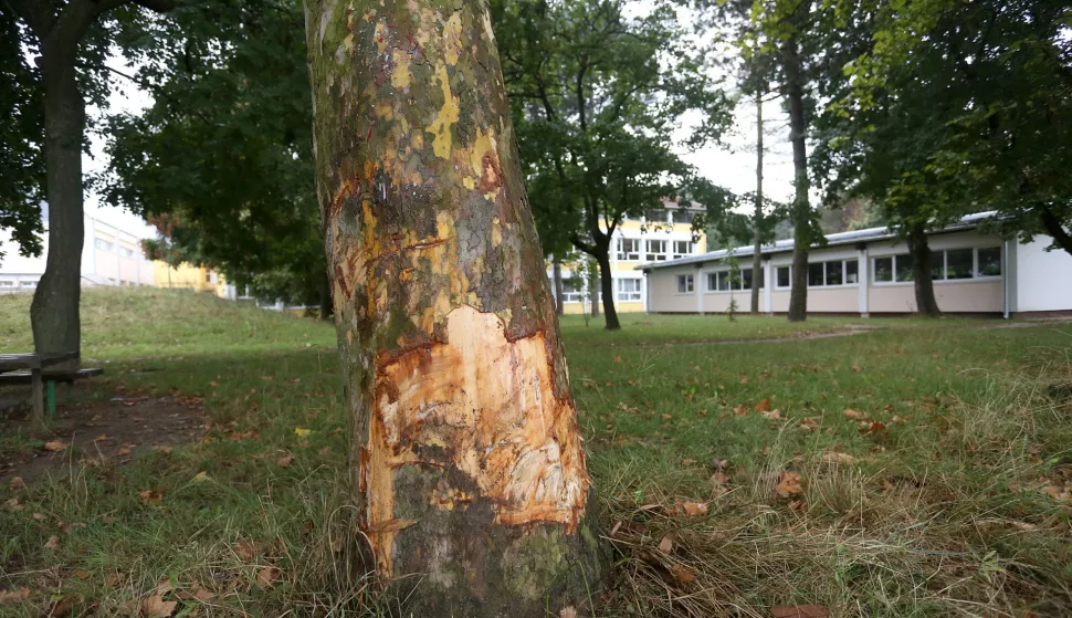 snimio Davor KIBEL,Darda, 25.08.2015. Iza škole automobilom se zabio u drvo i stradao