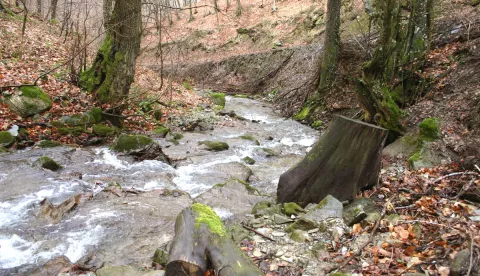 Velika, 011208Motiv iz sume u Parku prirode Papuk. Kanjon potoka Dubocanke.