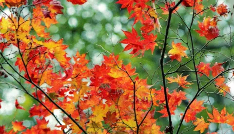 Acer palmatum