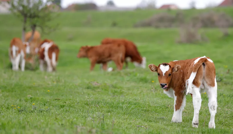 epa12013591 A calf looks on in a meadow of a farm near Belgrade, Serbia, 06 April 2025. Serbian authorities have heightened surveillance and introduced strict preventive measures due to the foot-and-mouth disease outbreaks in Hungary and Slovakia. Although Serbia has not recorded any recent case of the disease, the Ministry of Agriculture, Forestry and Water Management urged farmers and veterinarians to stay vigilant and apply rigorous biosecurity protocols to prevent its introduction and spread. EPA/ANDREJ CUKIC