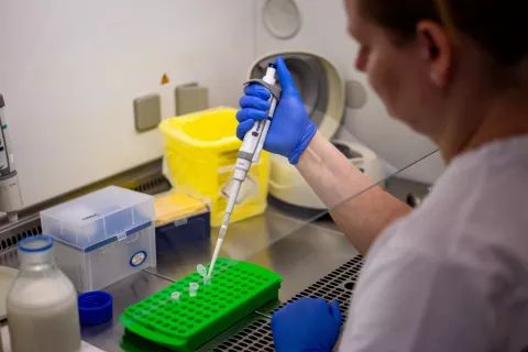 epa12017398 A laboratory technician works on milk samples at the State Veterinary Institute in PCR laboratory in Olomouc, Czech Republic, 08 April 2025. Due to the risk of foot-and-mouth disease spreading, which has appeared on farms in Slovakia and Hungary, the Institute tests milk samples from selected farms by the veterinary administration, which are located near the Slovak border or in locations where there could be an increased risk of virus transmission. So far, the disease has not appeared on Czech territory. EPA/MARTIN DIVISEK