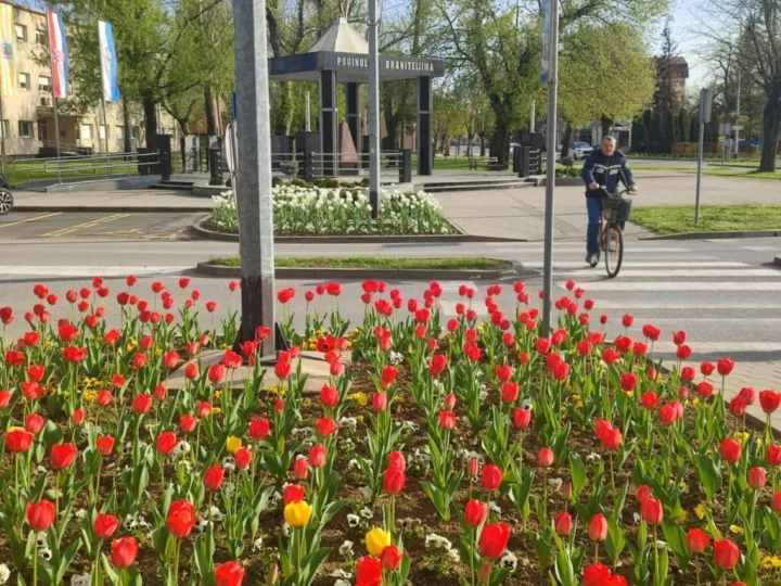 Tulipani kod gradskog parka Županjafoto: Marija Le&scaron;ić Omerović