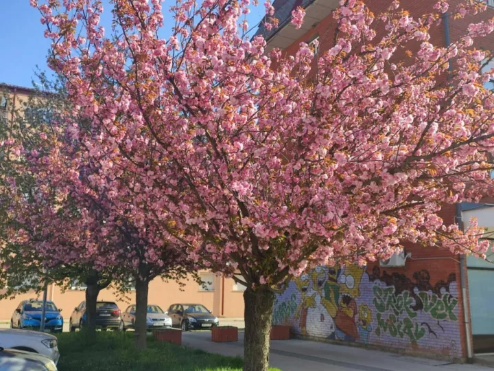 Japanske tre&scaron;nje u Županjifoto: Marija Le&scaron;ić Omerović