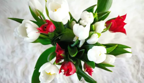 tulipani tulipan
