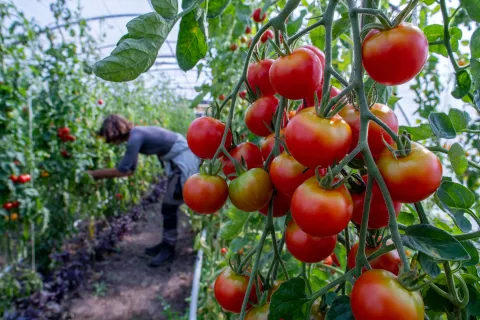 04 September 2019, Mecklenburg-Western Pomerania, Klein Trebbow: Juliette Lahaine cultivates the tomato plants in one of the greenhouses of the SoLaWi farm. The Solawi Farm celebrates its 25th anniversary. The farm with sheep, year-round grazing cattle, pigs, geese, milk processing and a nursery is financed by more than 100 shareholders who receive "harvest shares". Photo: Jens B?ttner/dpa-Zentralbild/dpa /DPA/PIXSELL