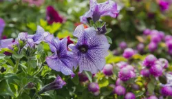 petunija petunia