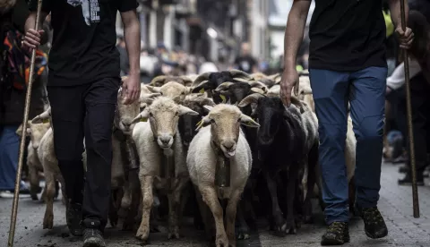 epa12048727 Sheep belonging to five different local shepherds run along a central street in the town of Ordizia on the occasion of the traditional Artzain Eguna (Shepherd's Day), in the Guipuzkoa region, the Basque Country, northern Spain, 23 April 2025. The Artzain Eguna is held every year on the Wednesday after Easter. EPA/Javier Etxezarreta
