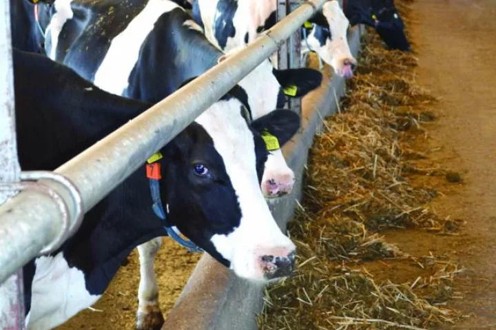 ?krave staja mlijeko mlječno stočarstvo farma Mostar------4 st color ekonomija