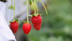jagode rastu