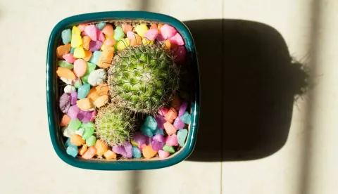  kaktus Mammillaria