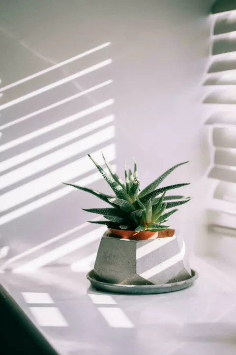 aloe vera