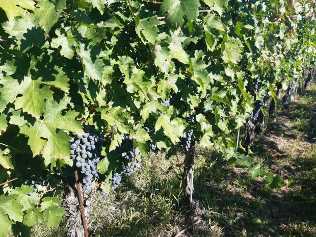 BARANJA - BERBA GROŽĐA, CRNO GROŽĐE, 2022.