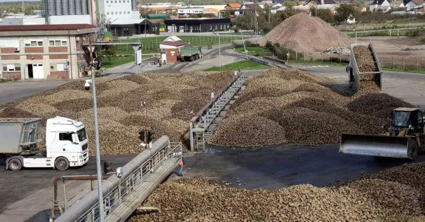 Županja, 18. listopada 2024., &scaron;ećerna repa