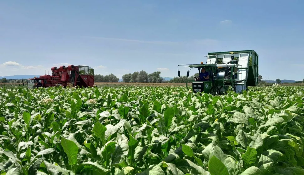 unatoč velikim izazovima u ratarskoj proizvodnji ove godine koju su obilježile ekstremna suša, visoke temperature i nedostatak oborina, proizvodnja duhana je značajno porasla, zahvaljujući kvalitetnom proizvodnom okruženju i podršci Hrvatskih duhana za svojih oko 250 kooperanata. Hrvatski duhani, najveći otkupljivač duhana na području Podravine i Slavonije koji posluje u sklopu BAT grupe, ovih dana završava s otkupom u sklopu ove proizvodne sezone, a otkupit će preko 4.500 tona duhana tipa virginija, što je za 35 posto više nego prošle godine. Vrijednost cjelokupne otkupljene proizvodnje duhana će zbog rasta volumena i kontinuiranog rasta otkupnih cijena narasti preko 50 posto u odnosu na lani.