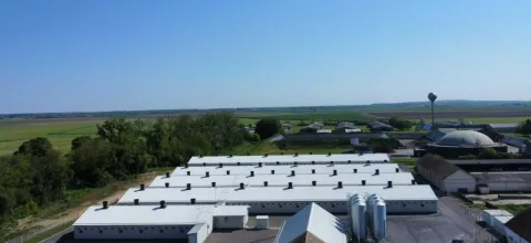 Klisa, farma svinja, Žito Grupa