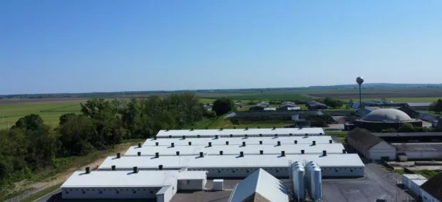 Klisa, farma svinja, Žito Grupa