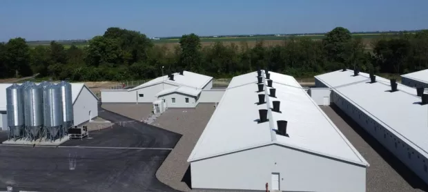 Klisa, farma svinja, Žito Grupa