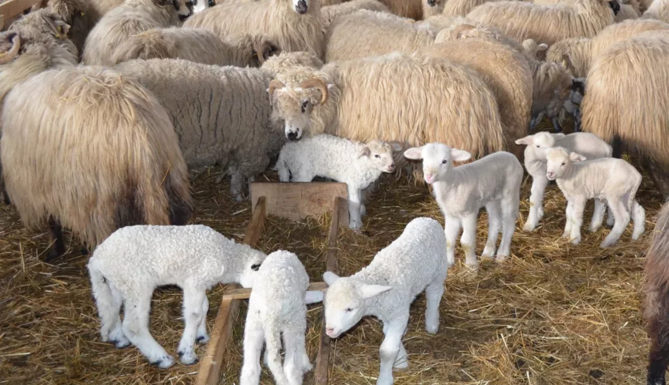 janjenje ovce ovca stocarstvo stoka janje poljoprivreda ovcarstvo