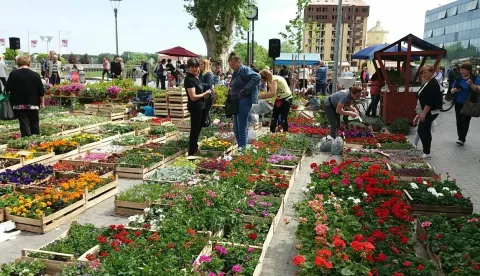 Festival cvijeća u Vukovaru; arhivska fotografija