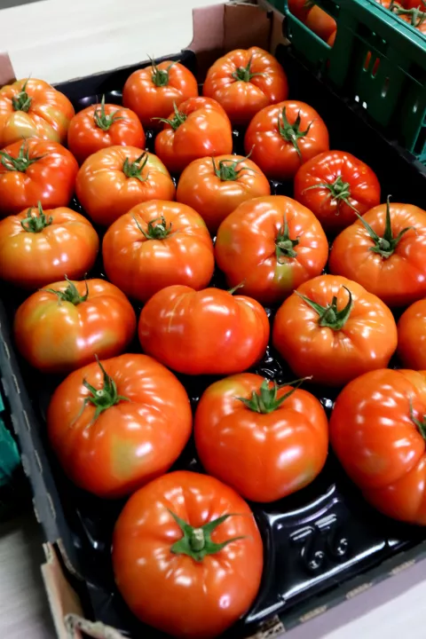 Donji Miholjac, 10. 05. 2023, Enna Fruit, pogoni, pakeraj, hladnjace, firma Enna Fruit. Tvrtka za opskrbu trzista, organizaciju proizvodnje, otkup, distribuciju te preradu voca i povrca na podrucju Hrvatske i regije. Povrce, rajcica.snimio GOJKO MITIĆ