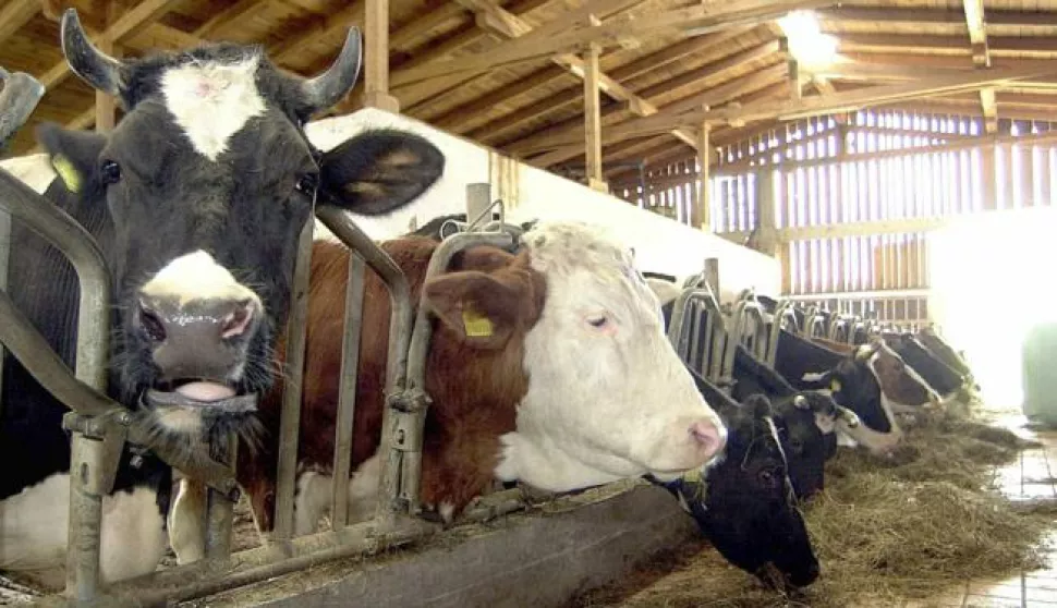 krave farma goveda govedarska farma mlijeko------4 st color ekonomija